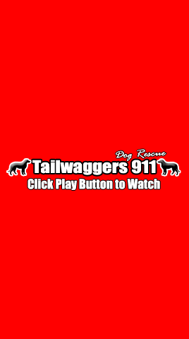 Tailwaggers911